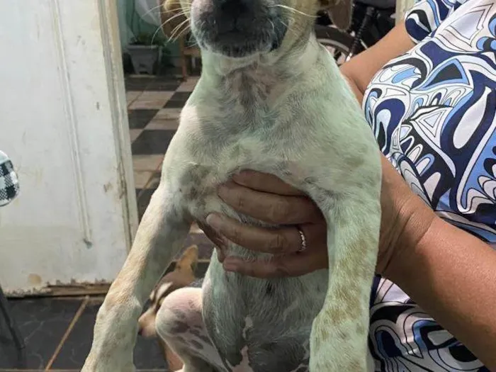 Cachorro ra a SRD-ViraLata idade 2 a 6 meses nome Zara