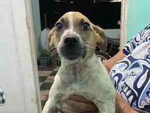Cachorro raça SRD-ViraLata idade 2 a 6 meses nome Zara