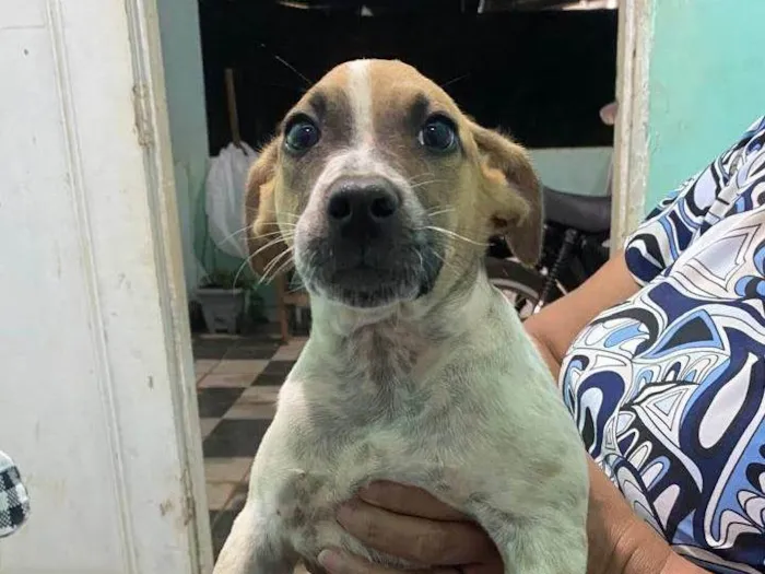 Cachorro ra a SRD-ViraLata idade 2 a 6 meses nome Zara