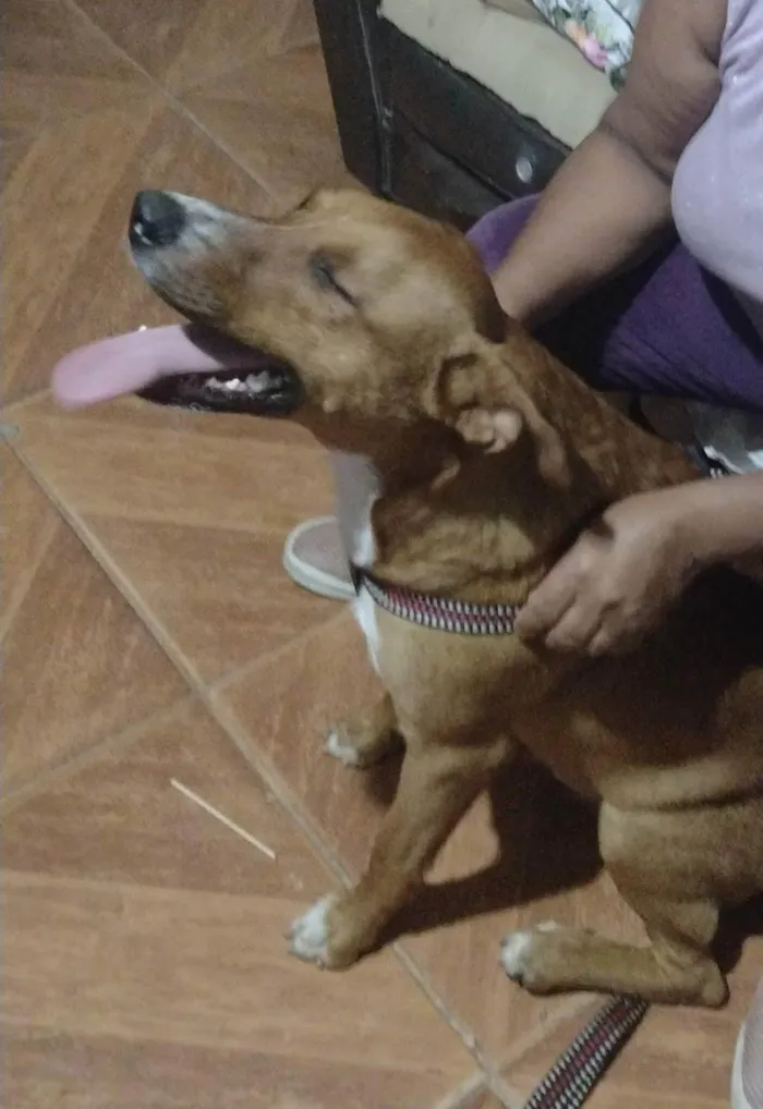 Cachorro ra a SRD-ViraLata idade 2 anos nome Apollo 