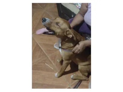 Cachorro raça SRD-ViraLata idade 2 anos nome Apollo 