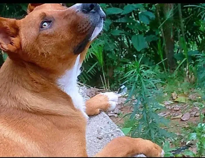 Cachorro ra a SRD-ViraLata idade 2 anos nome Apollo 