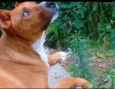 Apollo