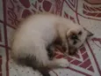 Esttela