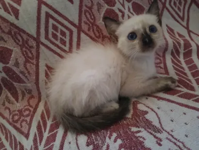Gato raça SRD-ViraLata idade 2 a 6 meses nome Esttela