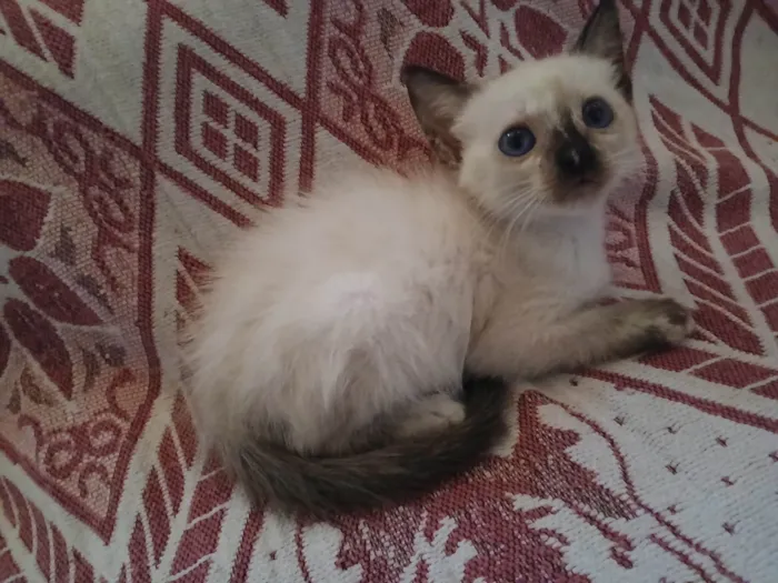Gato ra a SRD-ViraLata idade 2 a 6 meses nome Esttela