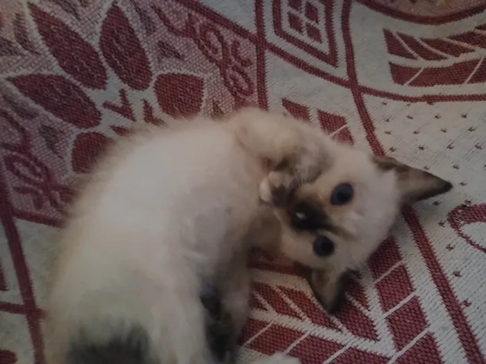 Gato ra a SRD-ViraLata idade 2 a 6 meses nome Esttela