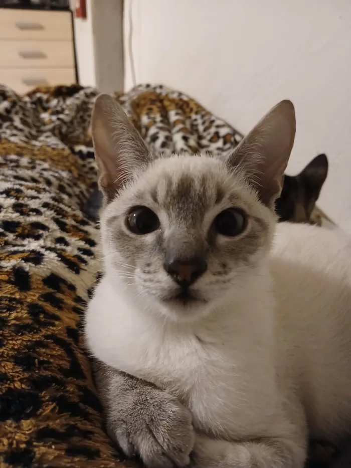 Gato ra a SRD-ViraLata idade 2 a 6 meses nome Sem nomes ainda