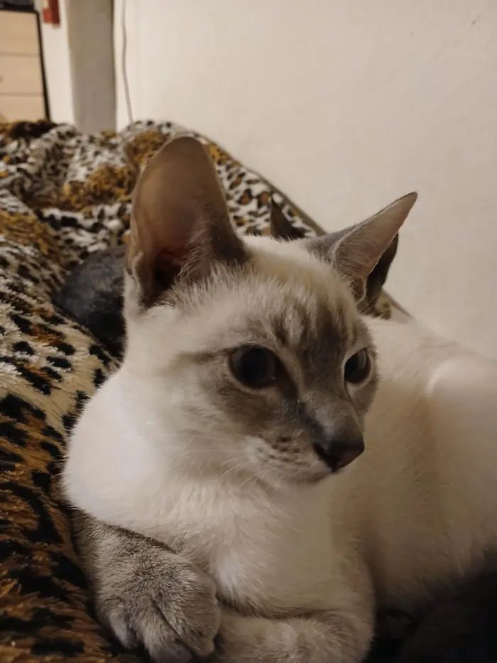Gato ra a SRD-ViraLata idade 2 a 6 meses nome Sem nomes ainda