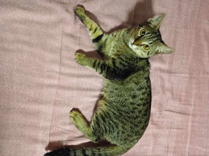 Gato ra a SRD-ViraLata idade 2 a 6 meses nome Sem nomes ainda