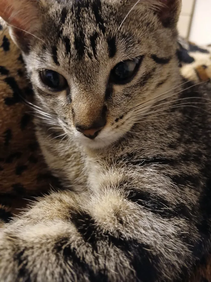 Gato ra a SRD-ViraLata idade 2 a 6 meses nome Sem nomes ainda