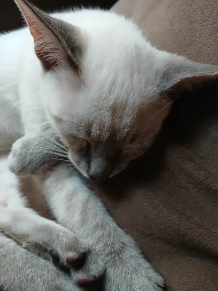 Gato ra a SRD-ViraLata idade 2 a 6 meses nome Sem nomes ainda