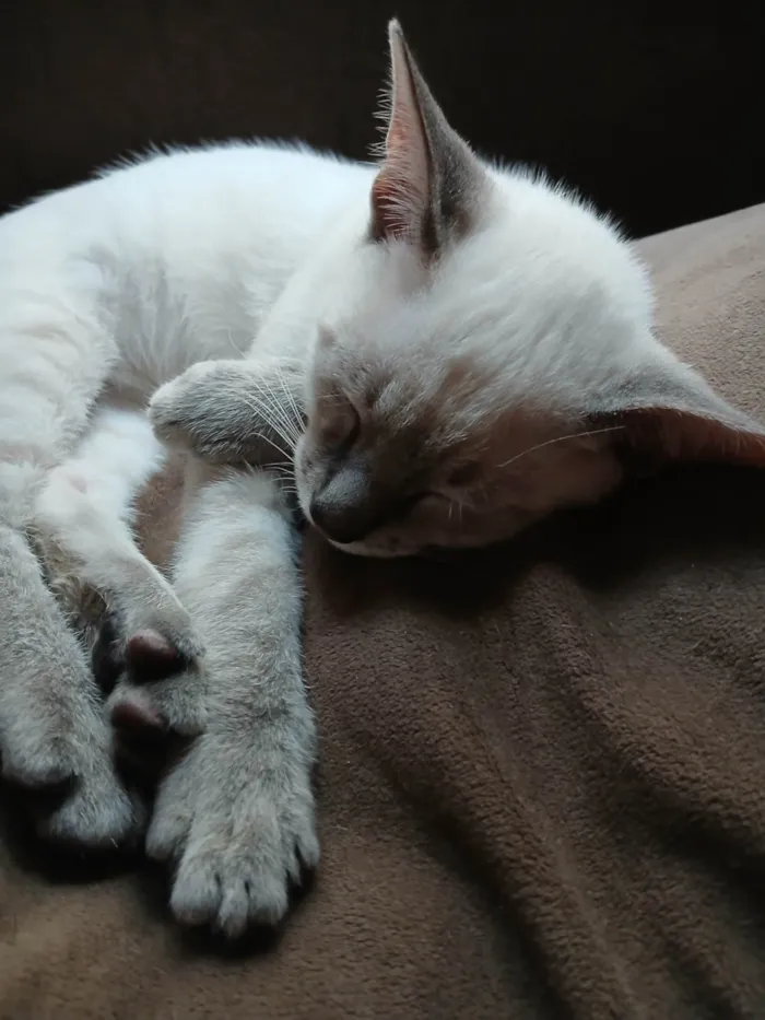 Gato ra a SRD-ViraLata idade 2 a 6 meses nome Sem nomes ainda