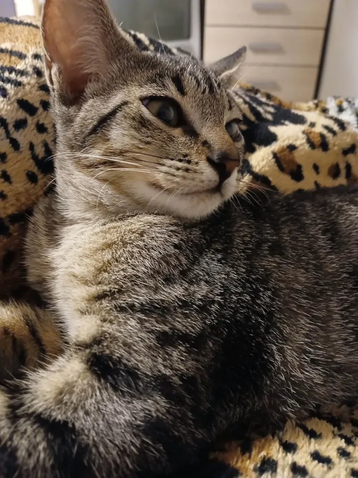 Gato ra a SRD-ViraLata idade 2 a 6 meses nome Sem nomes ainda