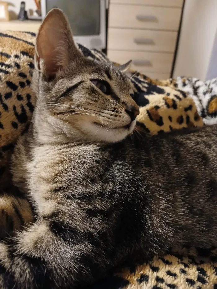 Gato ra a SRD-ViraLata idade 2 a 6 meses nome Sem nomes ainda