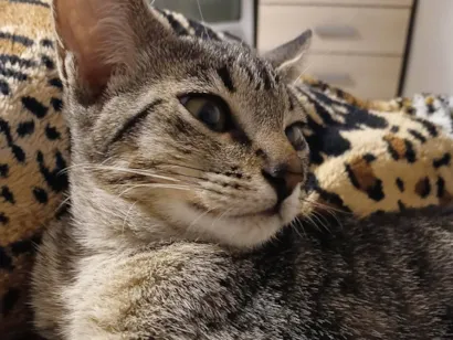 Gato raça SRD-ViraLata idade 2 a 6 meses nome Sem nomes ainda