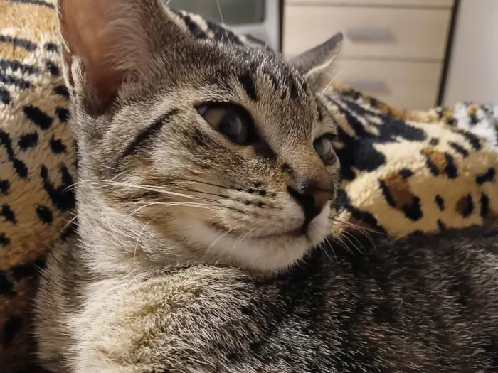 Gato ra a SRD-ViraLata idade 2 a 6 meses nome Sem nomes ainda
