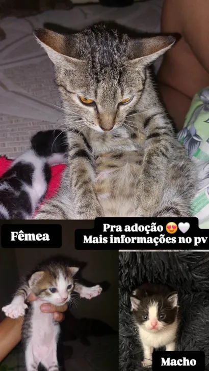 Gato raça SRD-ViraLata idade Abaixo de 2 meses nome Darlla