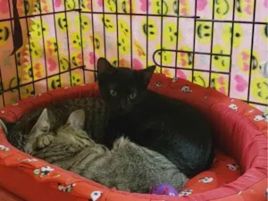 Gato raça SRD-ViraLata idade 2 a 6 meses nome Noturno