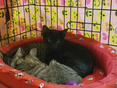 Gato raça SRD-ViraLata idade 2 a 6 meses nome Noturno