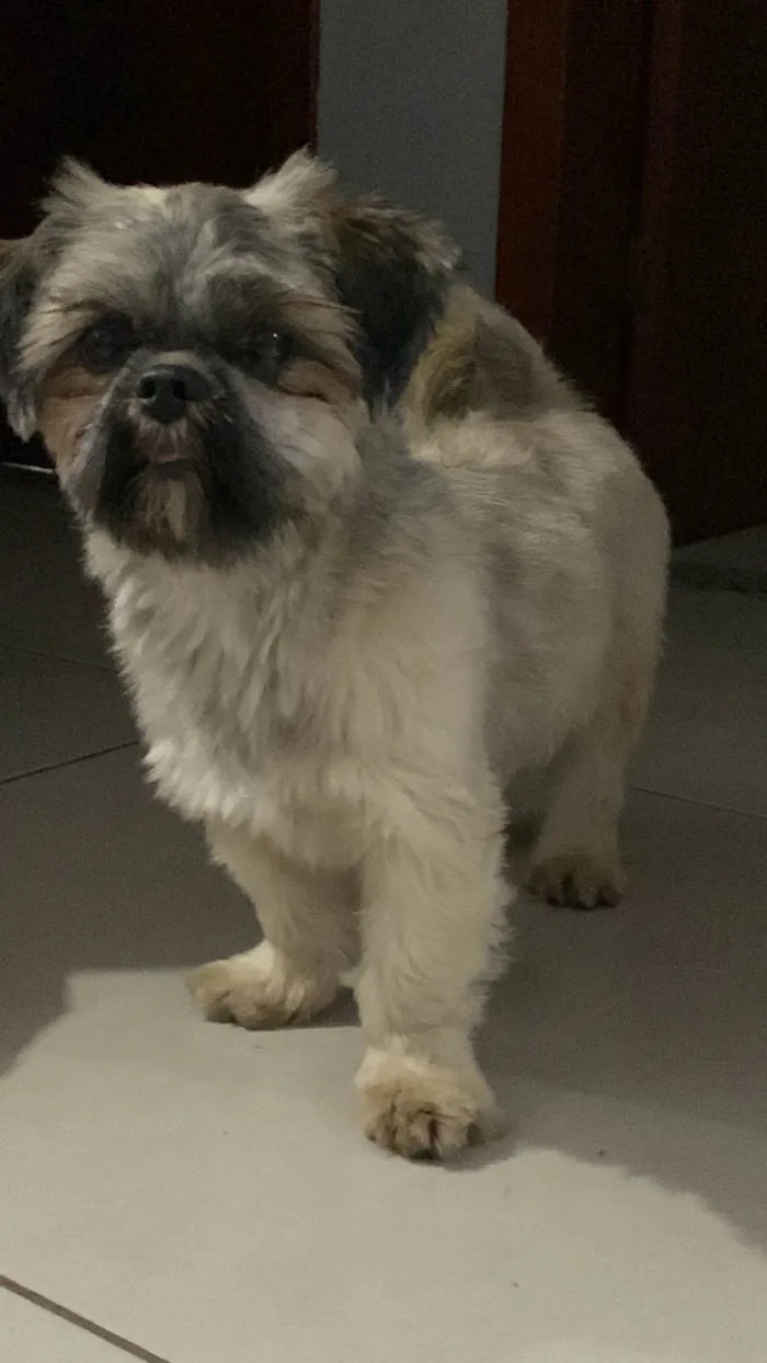 Cachorro ra a Shitzu idade 2 anos nome Theo /Mel