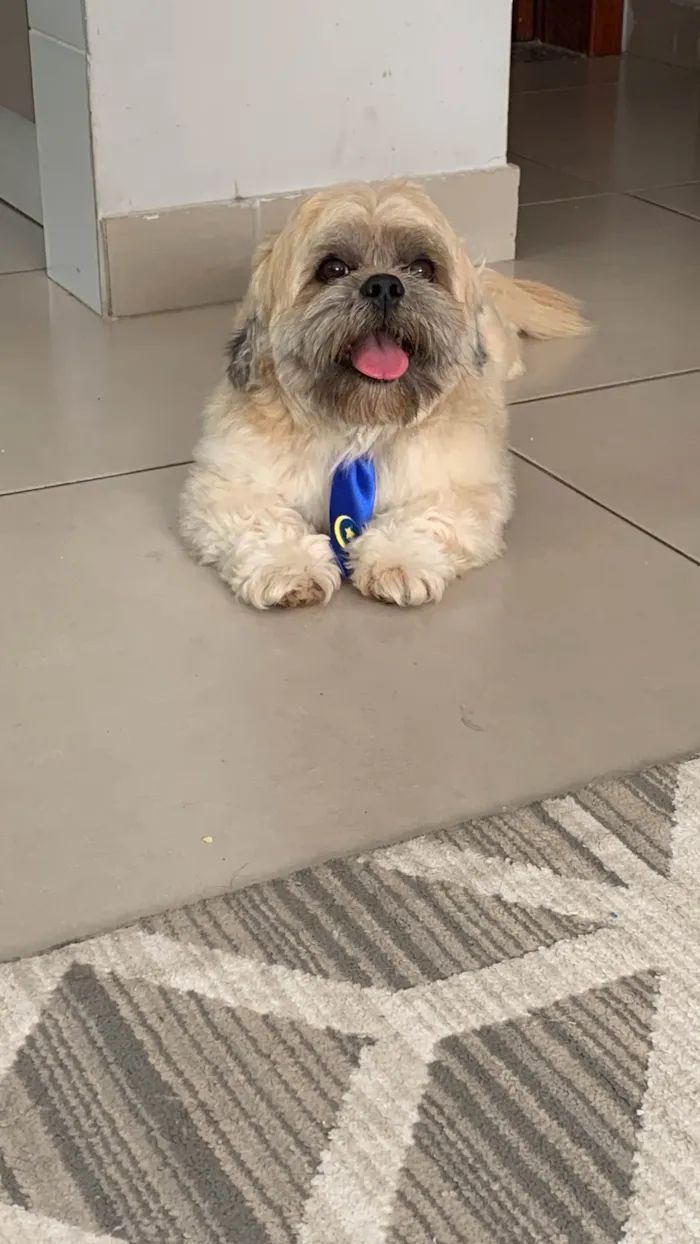 Cachorro ra a Shitzu idade 2 anos nome Theo /Mel