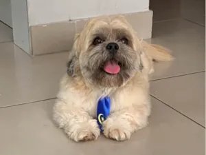 Cachorro raça Shitzu idade 2 anos nome Theo /Mel
