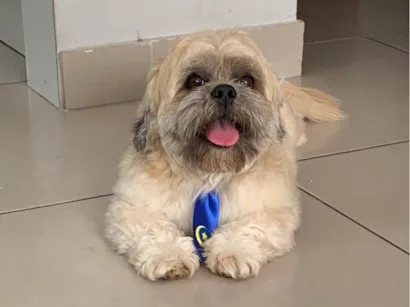 Cachorro raça Shitzu idade 2 anos nome Theo /Mel