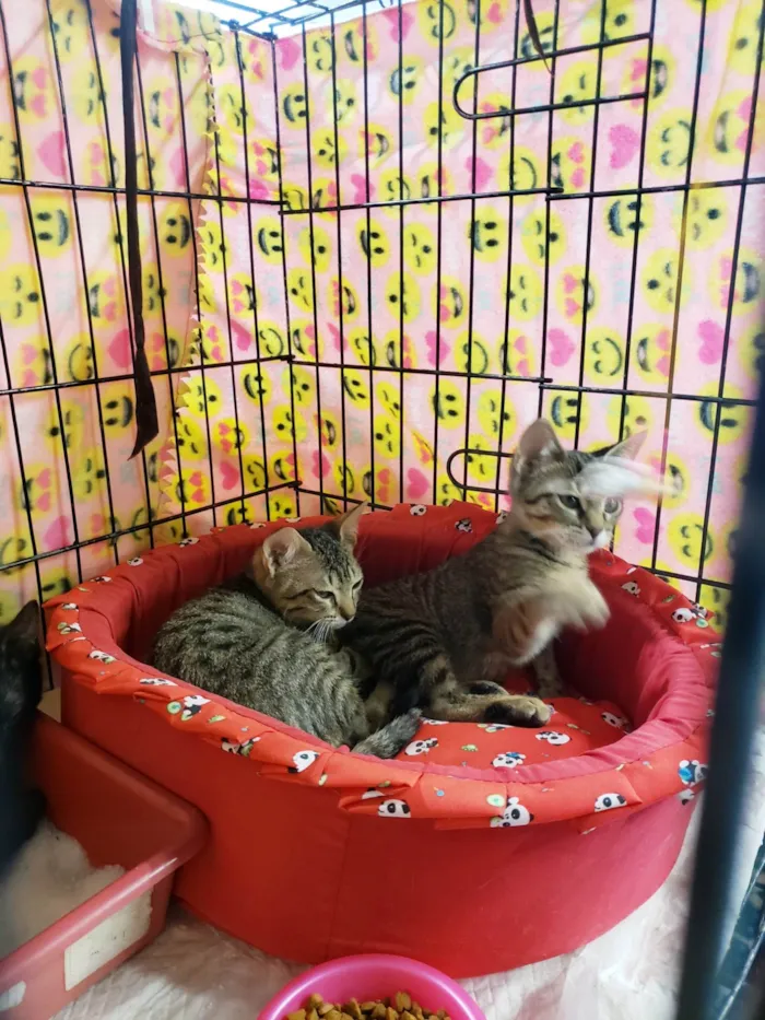 Gato ra a SRD-ViraLata idade 2 a 6 meses nome Kitty