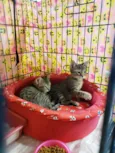 Kitty