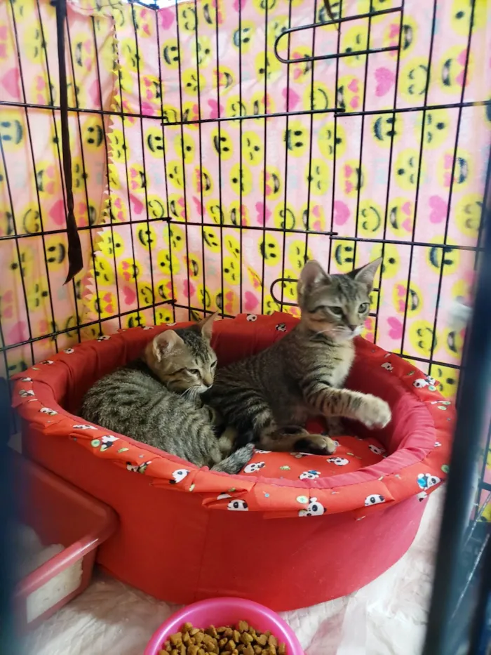 Gato ra a SRD-ViraLata idade 2 a 6 meses nome Kitty
