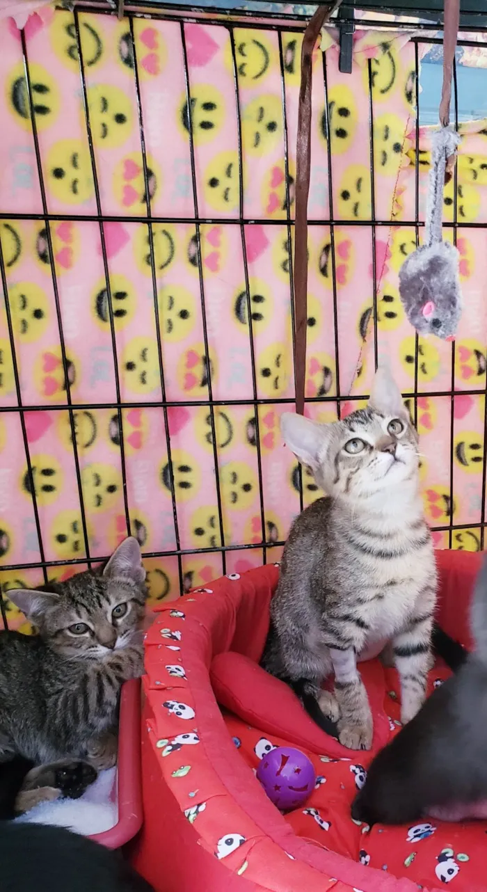 Gato ra a SRD-ViraLata idade 2 a 6 meses nome Kitty