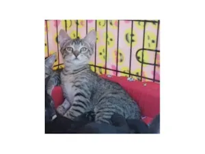 Gato raça SRD-ViraLata idade 2 a 6 meses nome Kitty