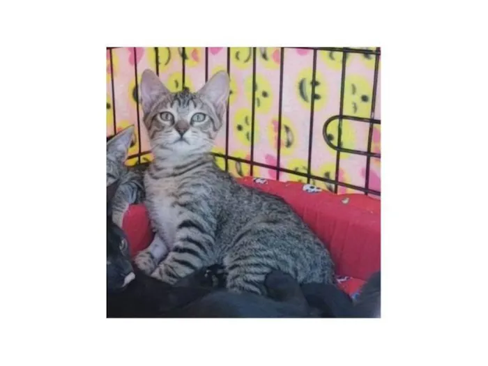 Gato ra a SRD-ViraLata idade 2 a 6 meses nome Kitty