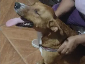 Cachorro raça SRD-ViraLata idade 2 anos nome Apollo 