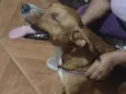 Apollo