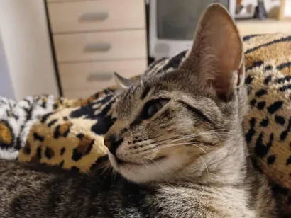 Gato raça SRD-ViraLata idade 2 a 6 meses nome Sem nomes ainda