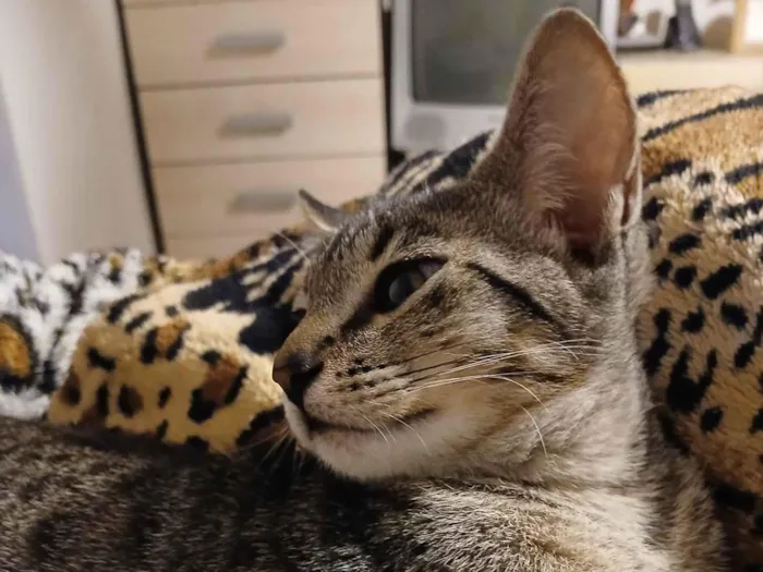 Gato ra a SRD-ViraLata idade 2 a 6 meses nome Sem nomes ainda