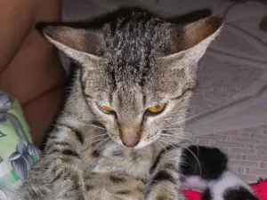 Gato raça SRD-ViraLata idade Abaixo de 2 meses nome Darlla