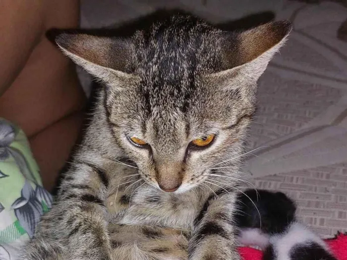 Gato ra a SRD-ViraLata idade Abaixo de 2 meses nome Darlla