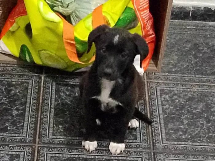 Cachorro ra a SRD-ViraLata idade Abaixo de 2 meses nome Maggie 