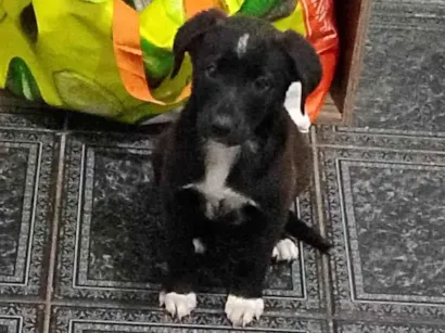 Cachorro raça SRD-ViraLata idade Abaixo de 2 meses nome Maggie 