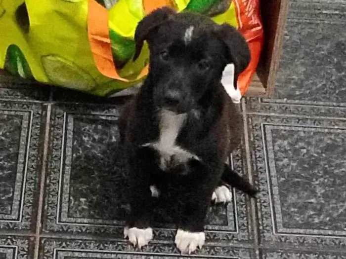 Cachorro ra a SRD-ViraLata idade Abaixo de 2 meses nome Maggie 