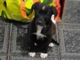 Maggie