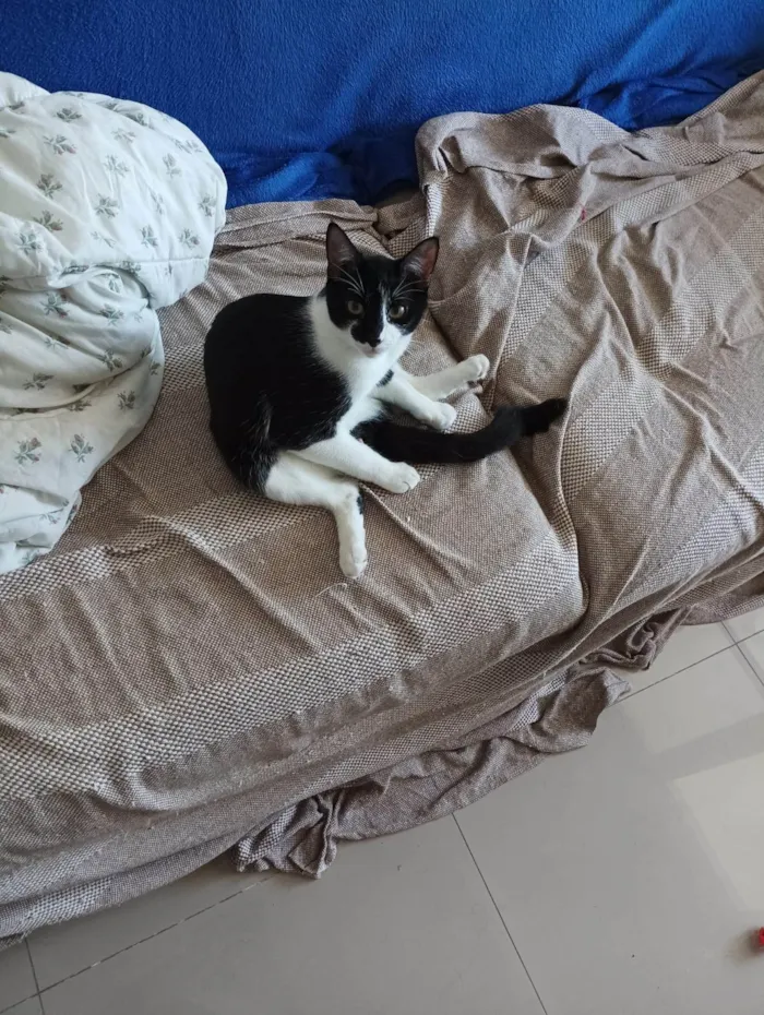 Gato ra a SRD-ViraLata idade 7 a 11 meses nome Tulio