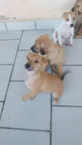 3 machos 3 femeas