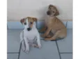 3 machos 3 femeas