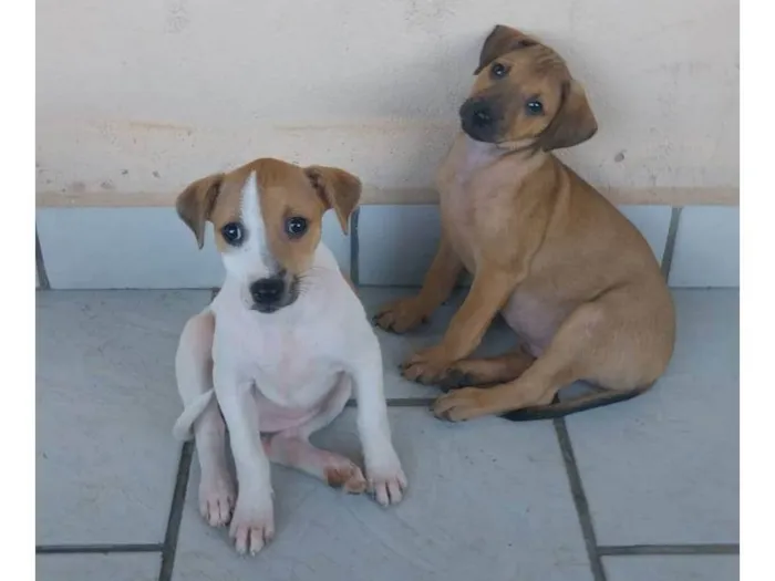 Cachorro ra a SRD-ViraLata idade 2 a 6 meses nome 3 machos 3 femeas