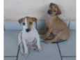 3 machos 3 femeas