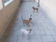 3 machos 3 femeas